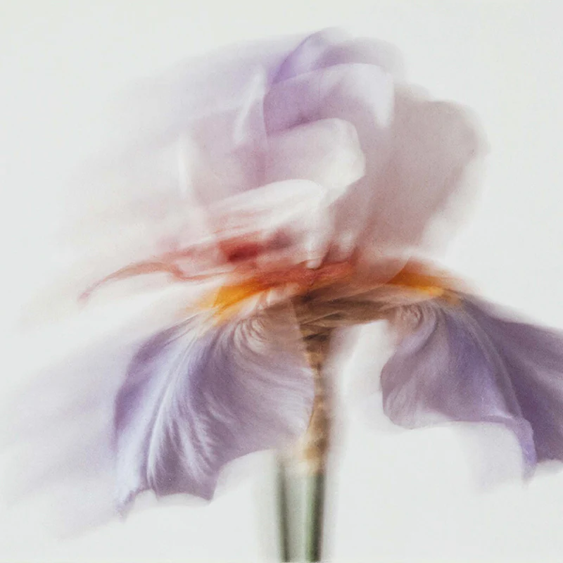 Blanc Sada - Eau de Parfum - Image 2