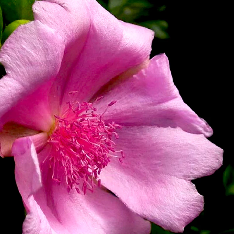 Botella Rosa Bayahibe - Diffuser - Image 4