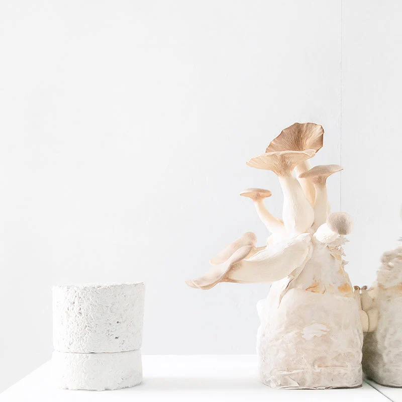Chakra 05 : Throat : Eucalyptus : Scented Candle - Image 4