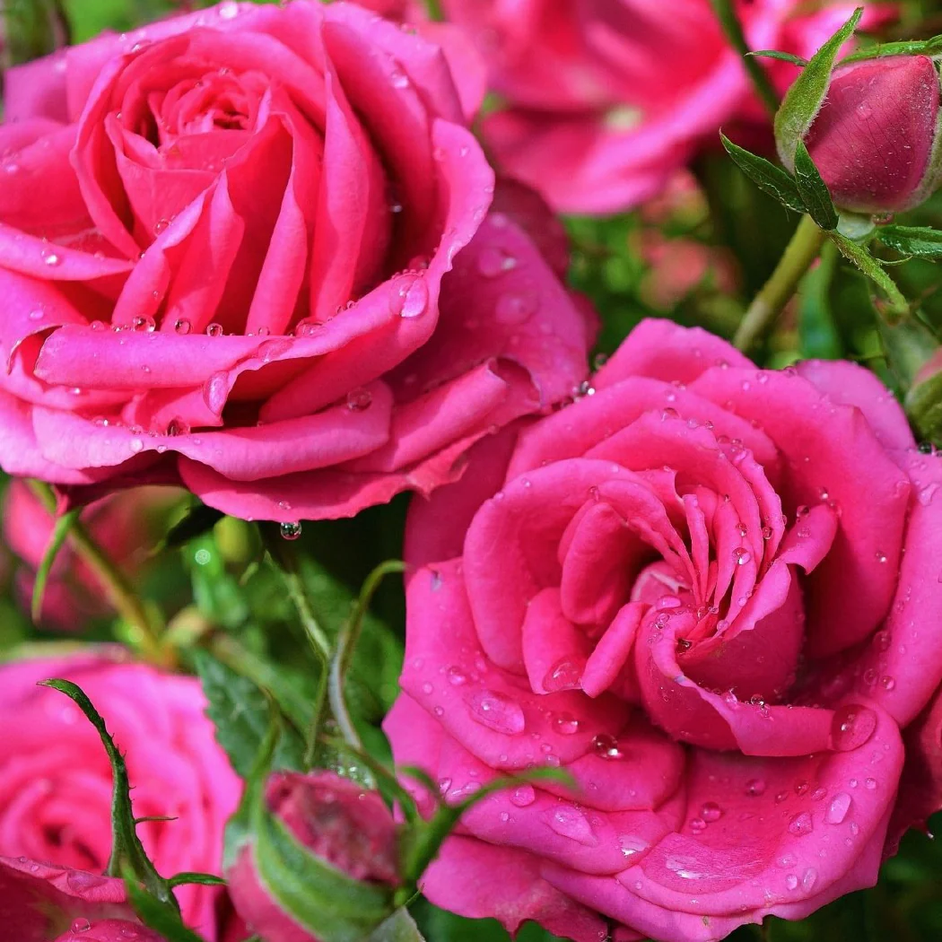 Rose - Scented Pencils - Image 2